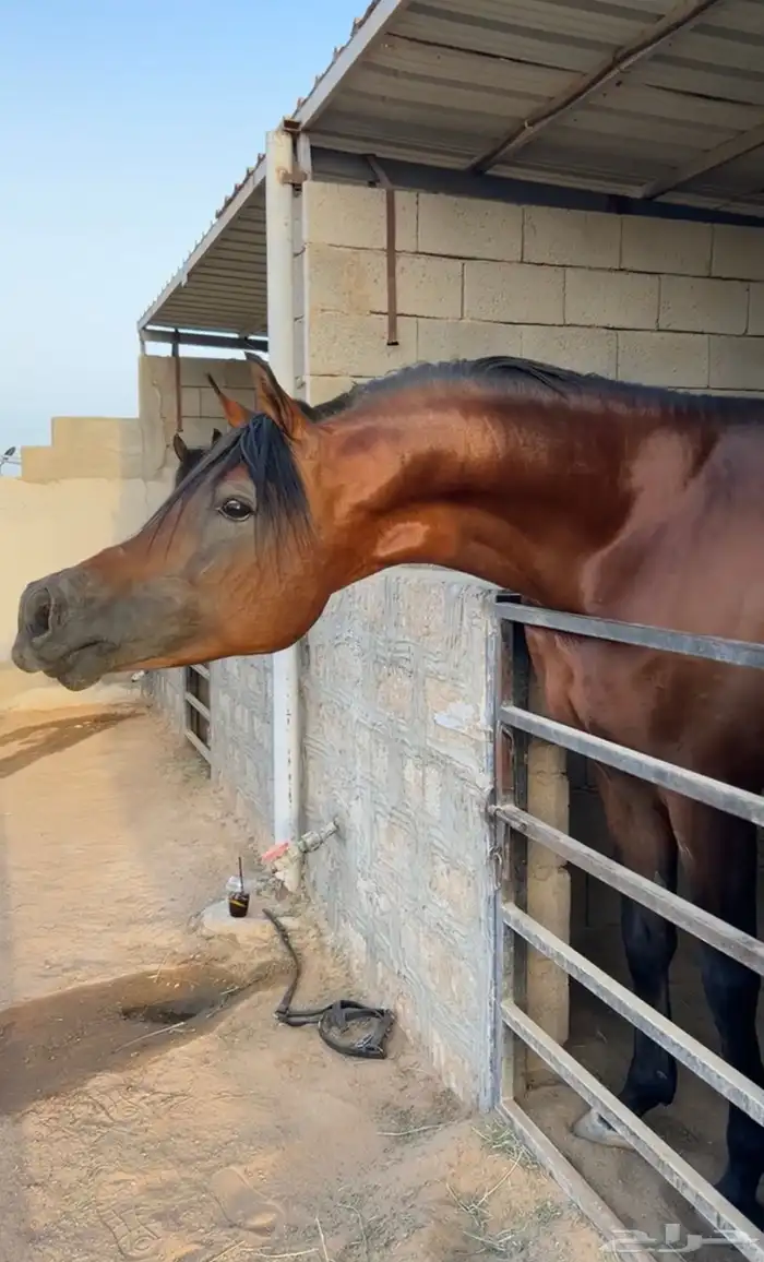 فحل مصري منتج و متاح للتشبيه لوجه الله 4