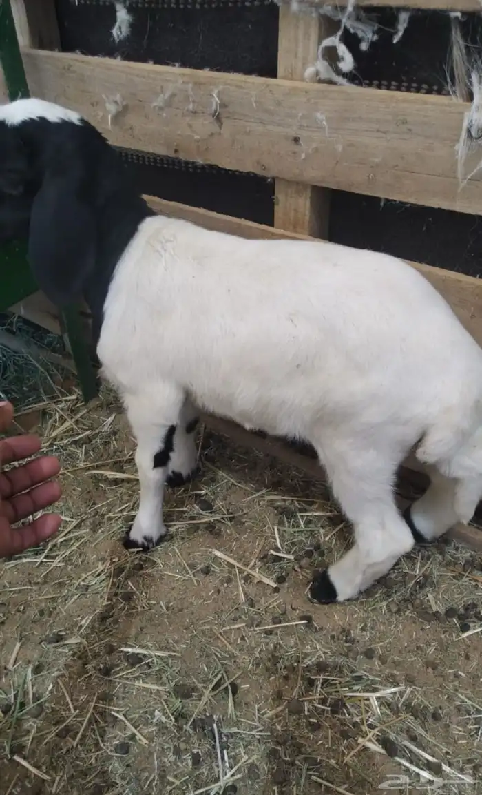 خاروف نعيمي 1