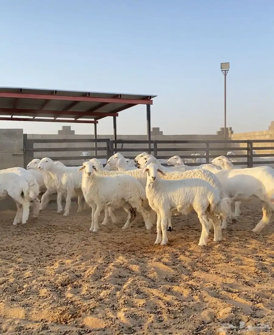 رخال حريات صنف مراح العدد 55 8