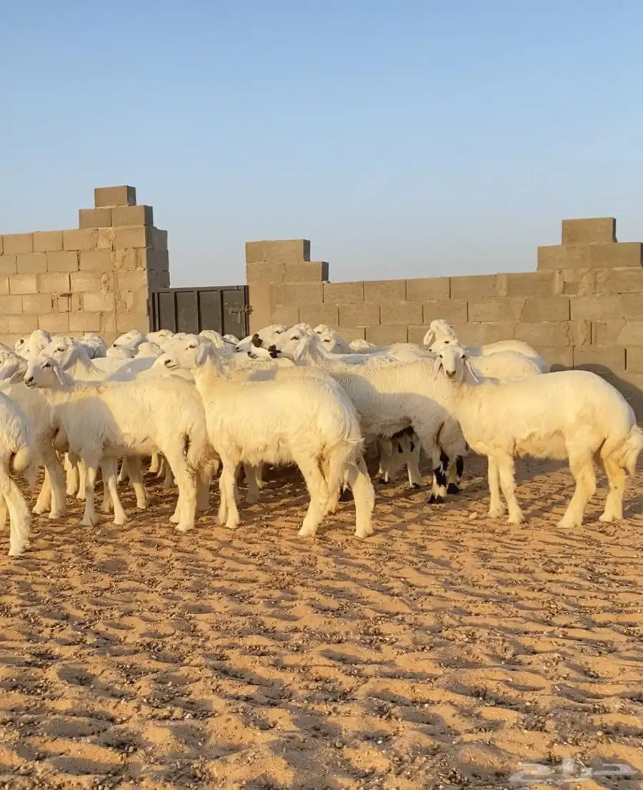 رخال حريات صنف مراح العدد 55 2