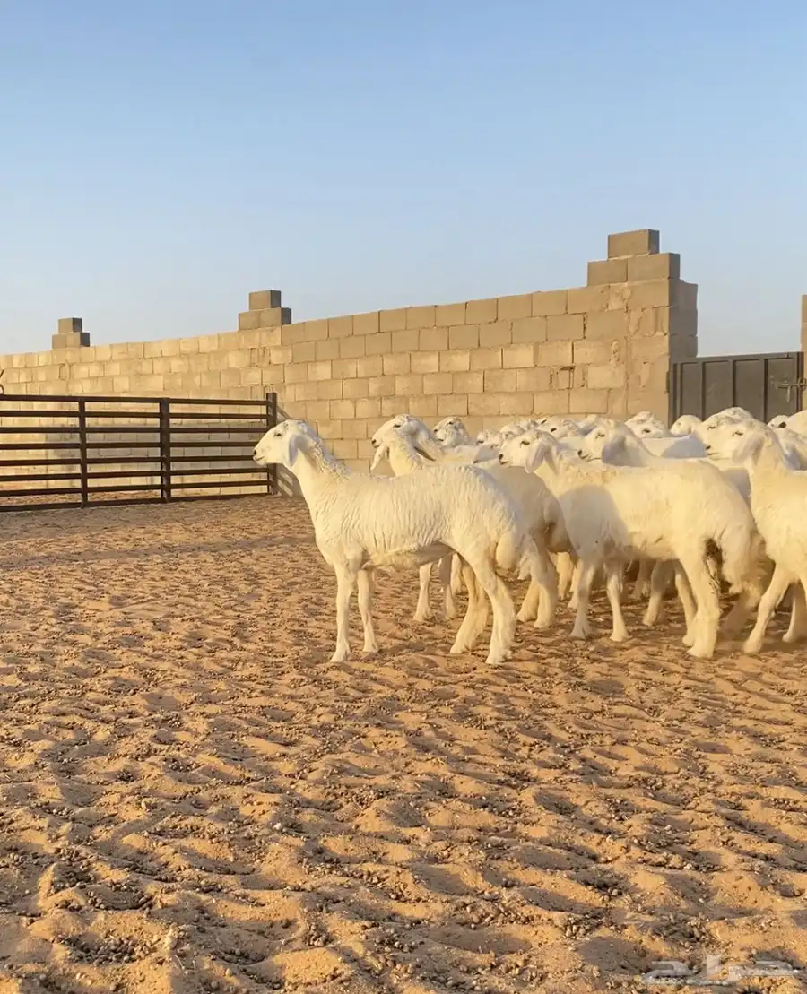 رخال حريات صنف مراح العدد 55 0