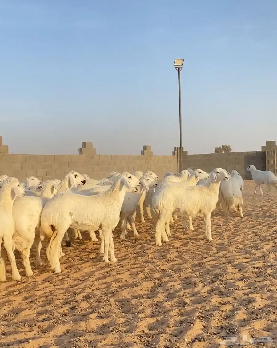رخال حريات صنف مراح العدد 55 1