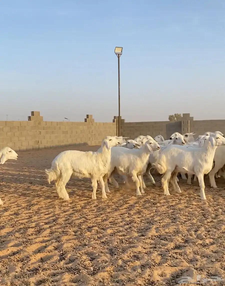 رخال حريات صنف مراح العدد 55 7