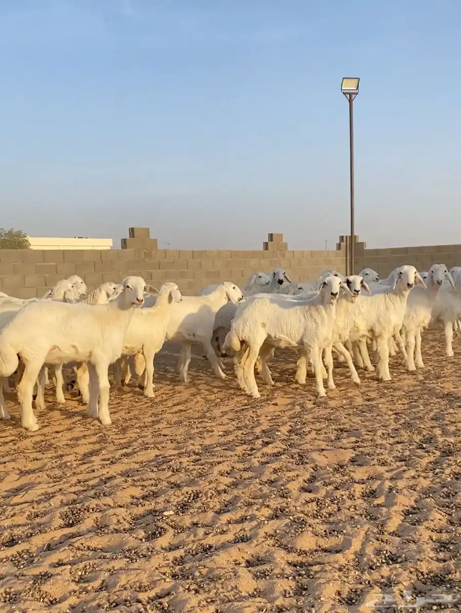 رخال حريات صنف مراح العدد 55 9