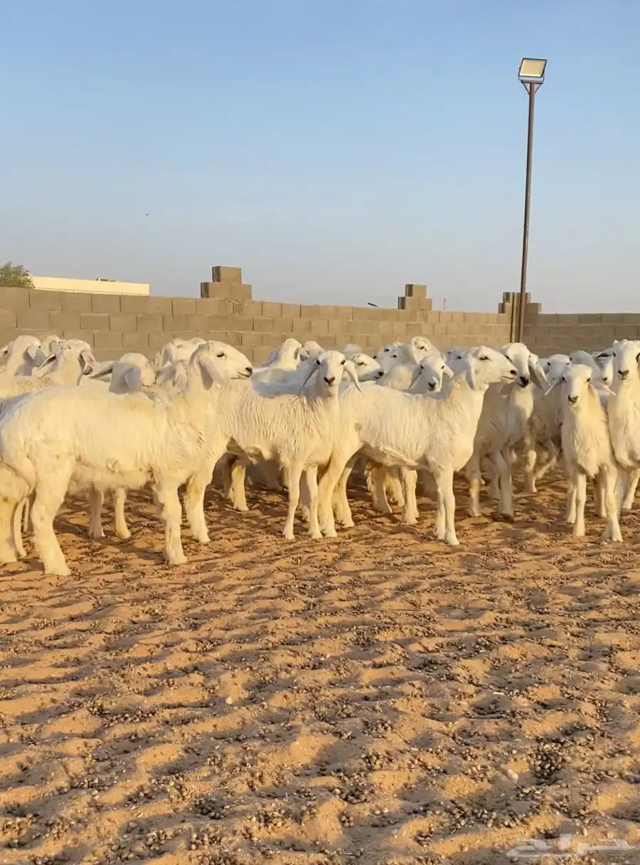 رخال حريات صنف مراح العدد 55 4