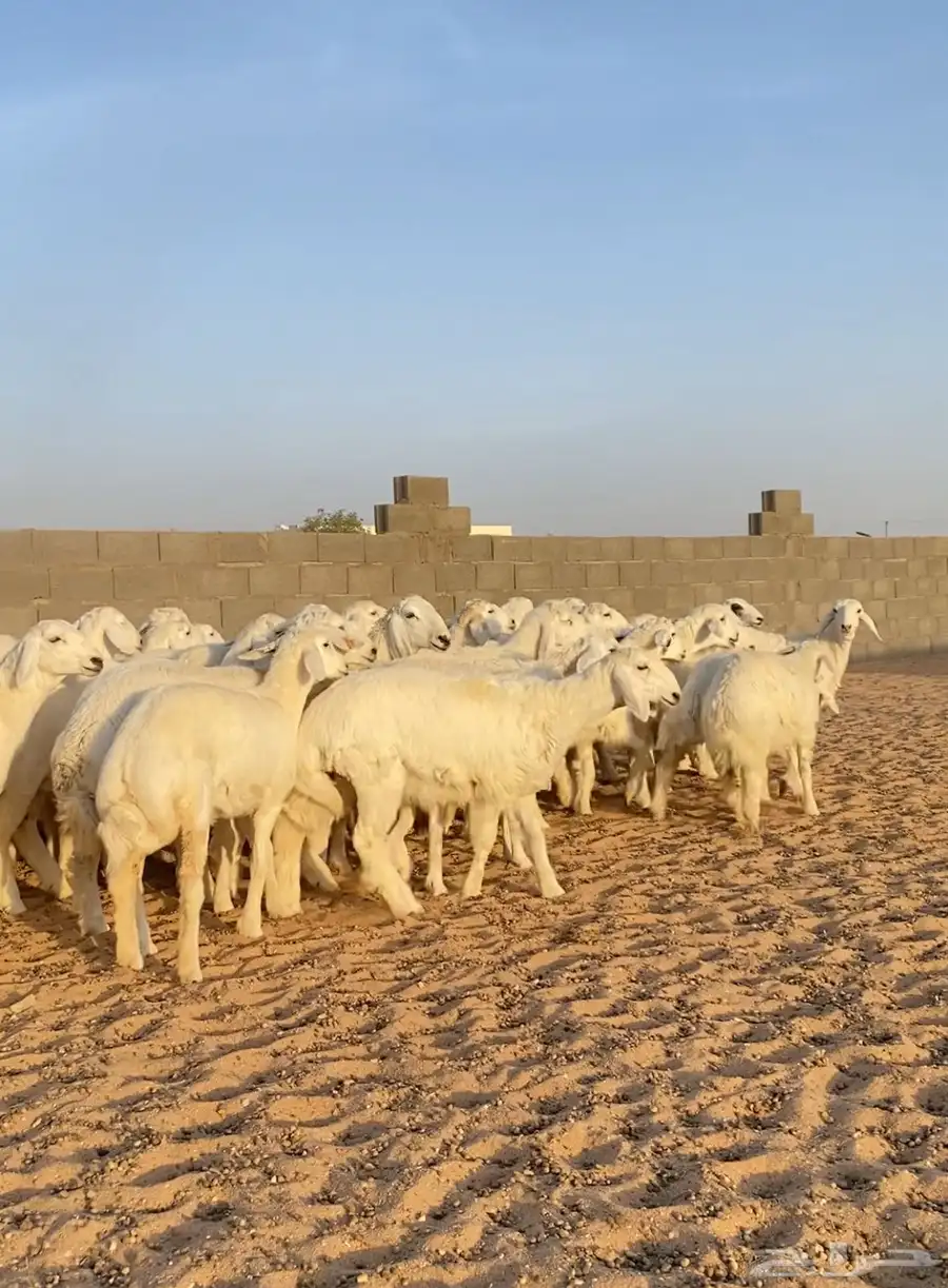 رخال حريات صنف مراح العدد 55 5