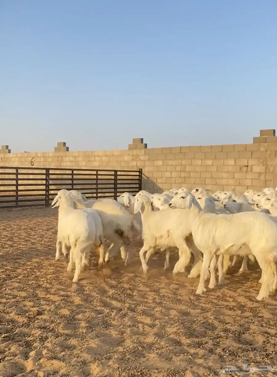 رخال حريات صنف مراح العدد 55 10