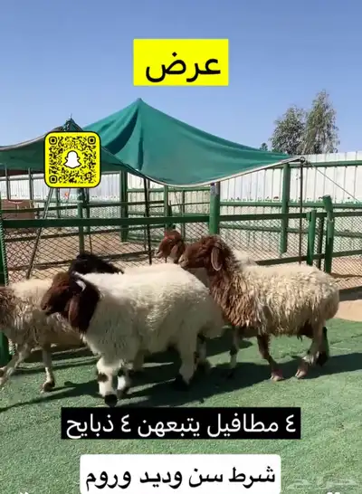 غنم نعيم مطافيل عيالهن ذبايح 0