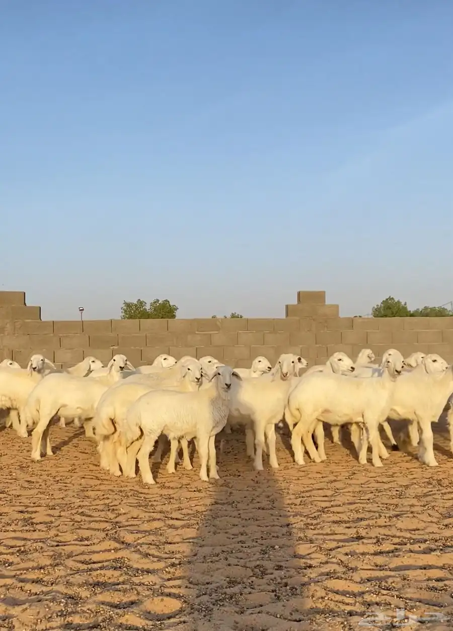 رخال حريات صنف مراح العدد 55 6