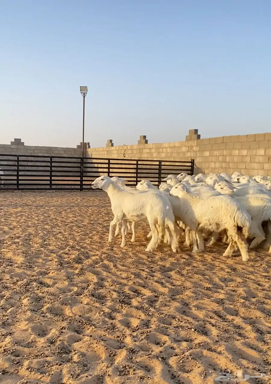 رخال حريات صنف مراح العدد 55 3