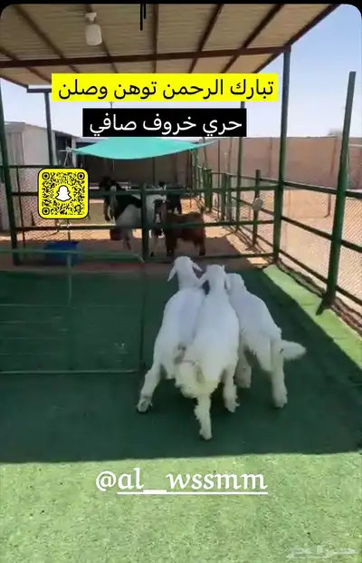 خرفان حريات مغلقات شحم 1