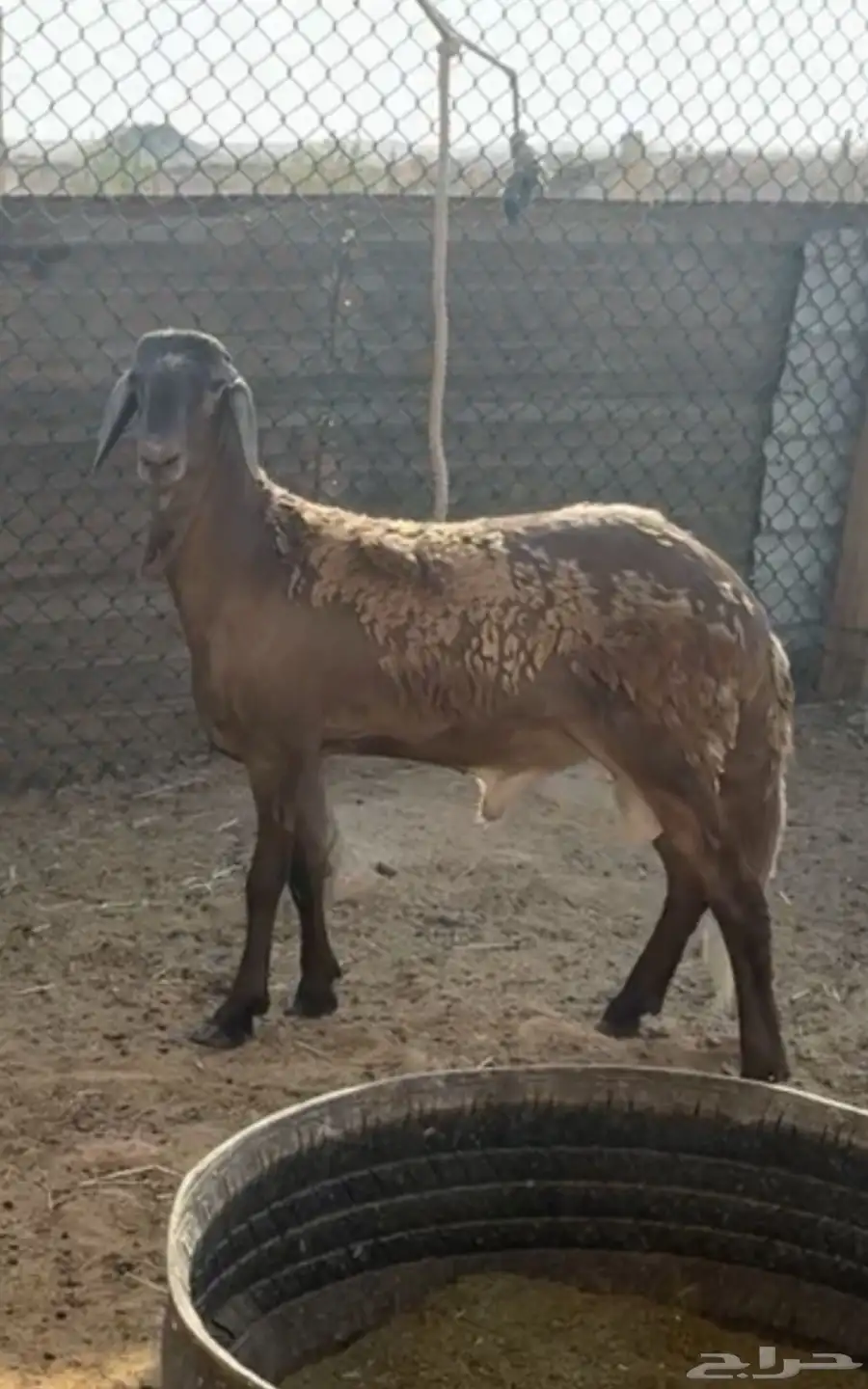 سواكني فل 2