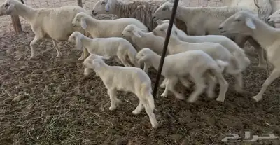 غنم خلفات مراح واحد. تم البيع 0