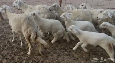 غنم خلفات مراح واحد. تم البيع 1
