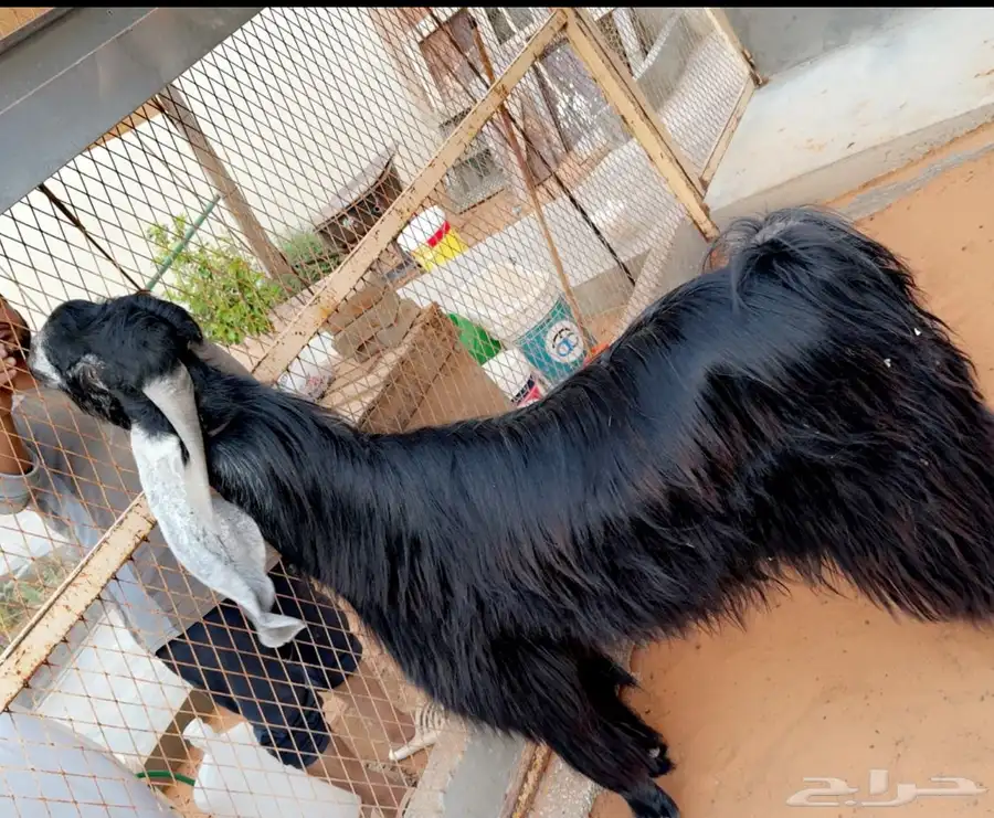 تيس فحل طيب مشروك منوة القناي 2