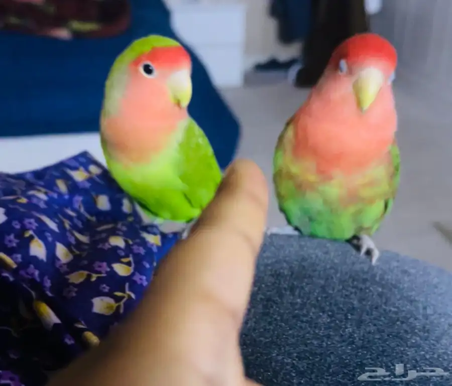 روز 0