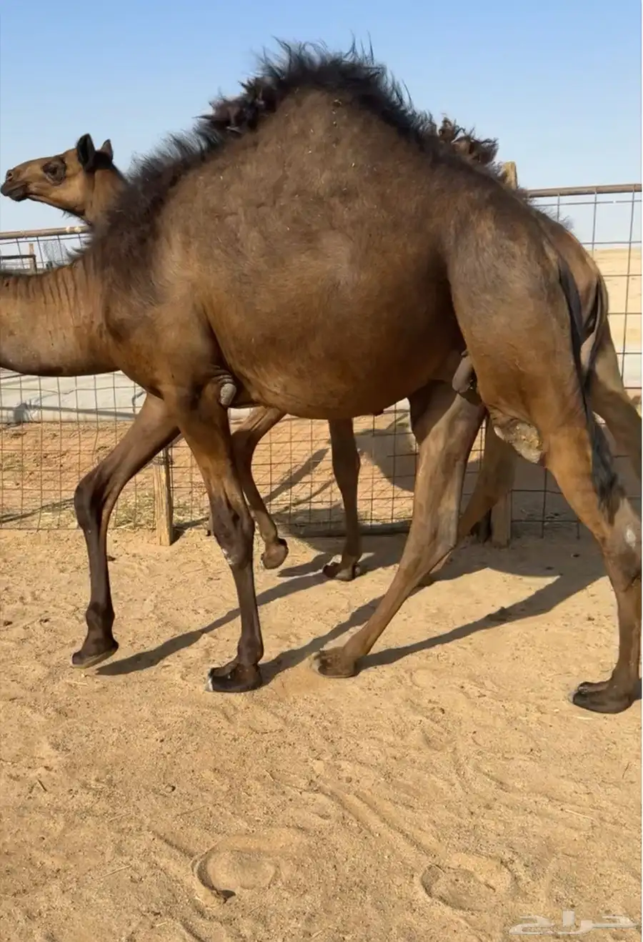 حشو قصب قعدان مفاريد فاخرة 6