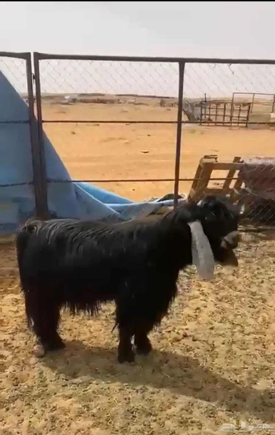 تيس عارضي 0