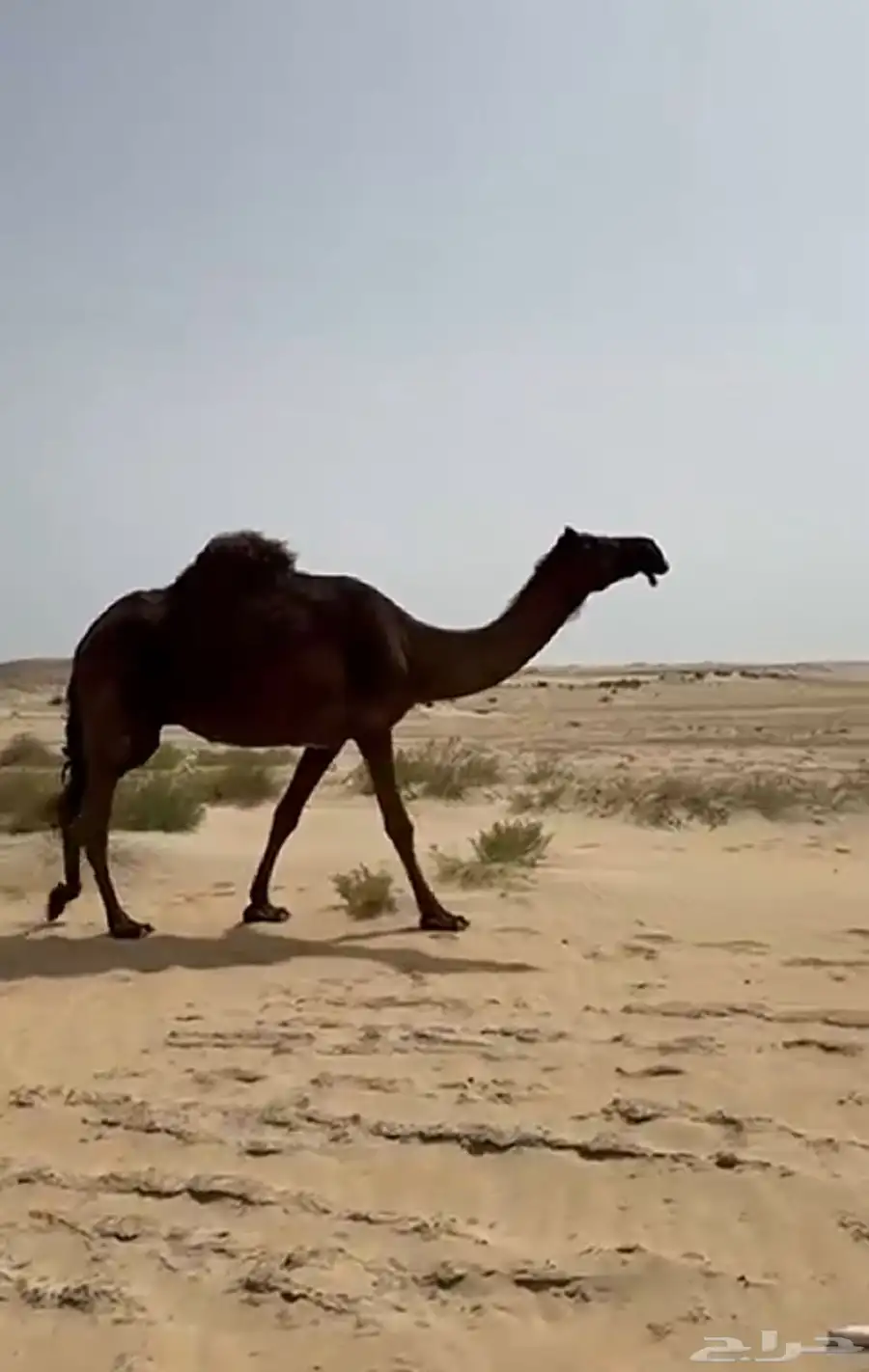 خلفه ثنو طيبه تحتها قعود طيب 2