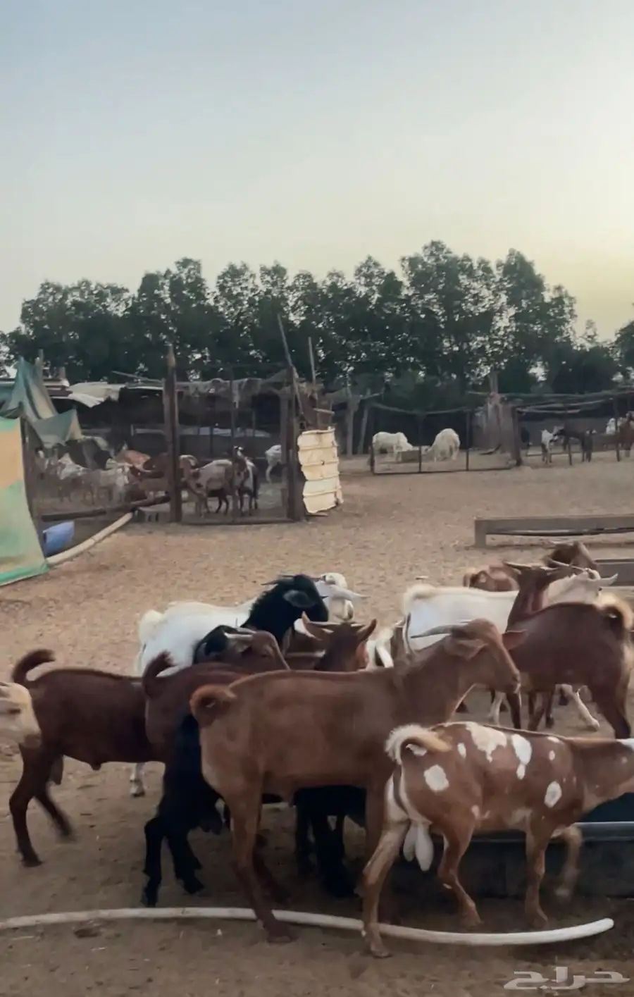 تيوس محايلية سمان 2