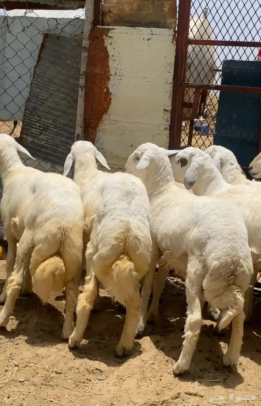 خرفان سمان ونظيفه 1