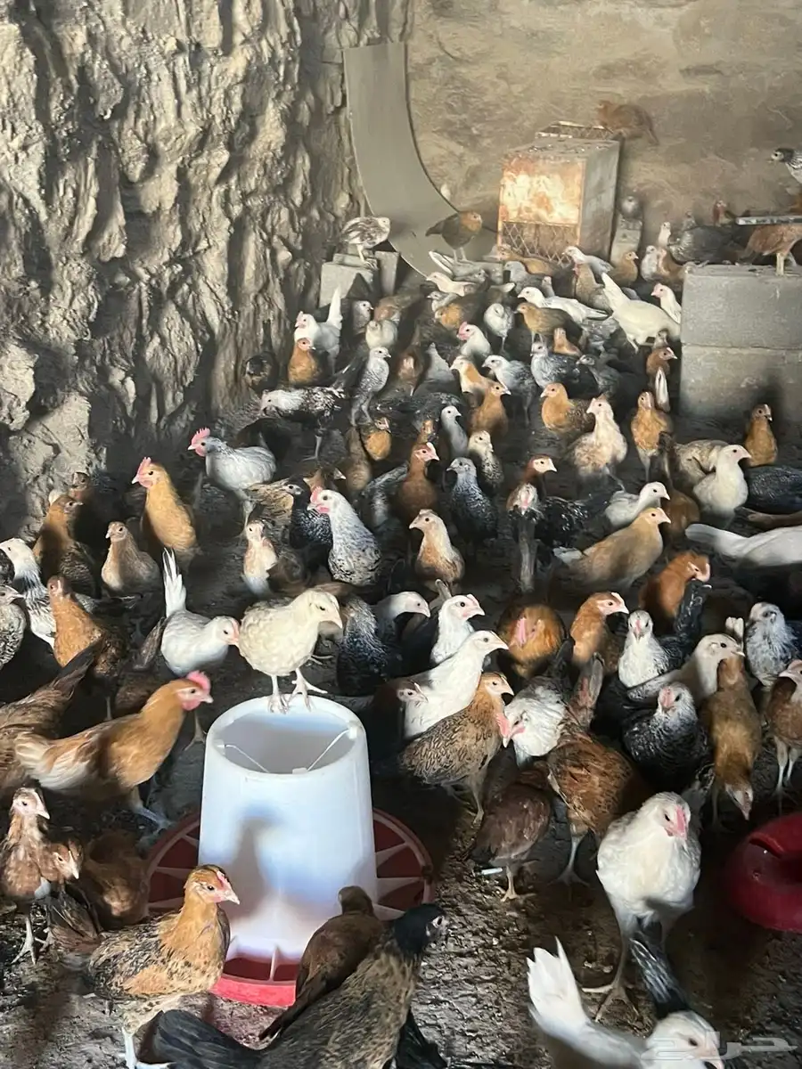 فروخ دجاج بلدي للبيع 5