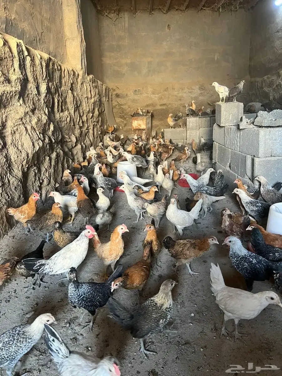 فروخ دجاج بلدي للبيع 0