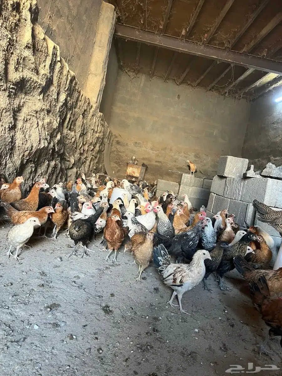 فروخ دجاج بلدي للبيع 3