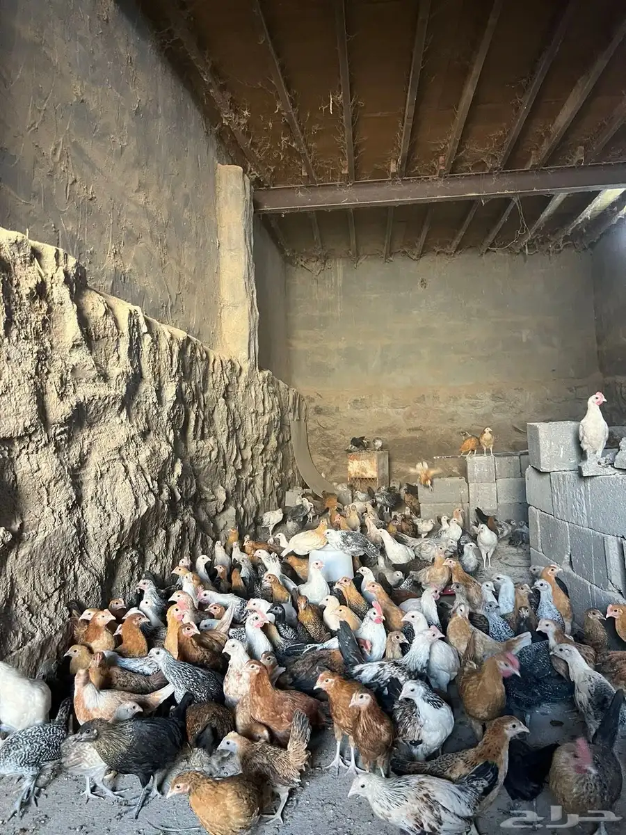 فروخ دجاج بلدي للبيع 4