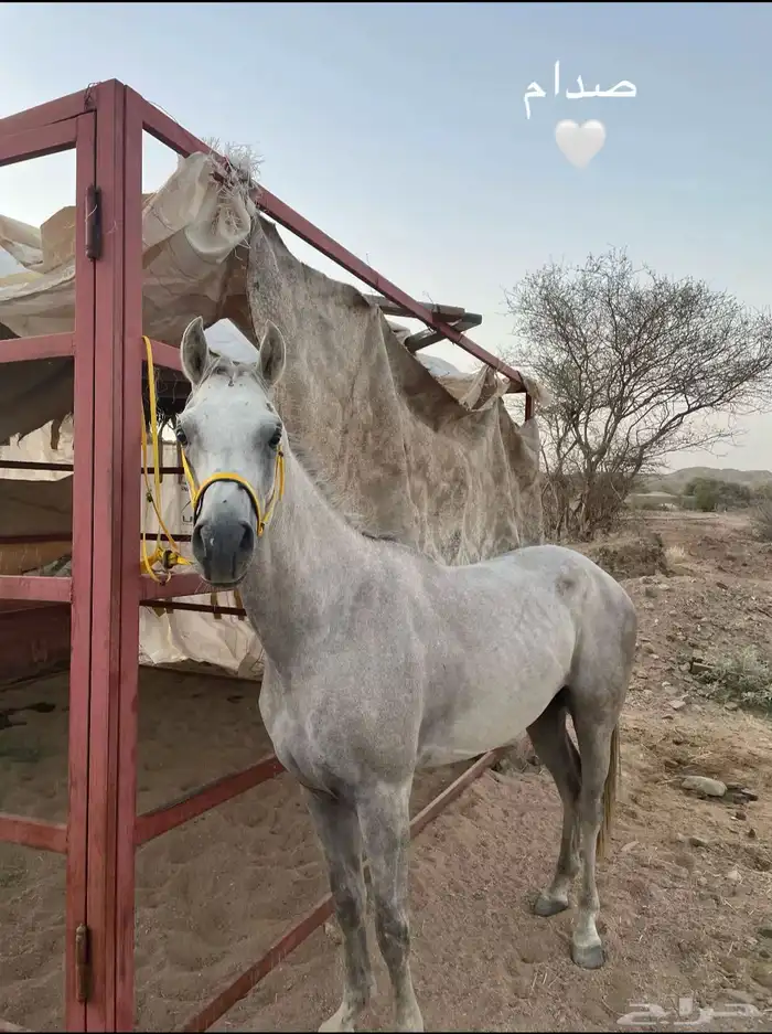 خيل وهو البيع شعبي سم صدام الطول سبع العمر ثلاث سنين 3