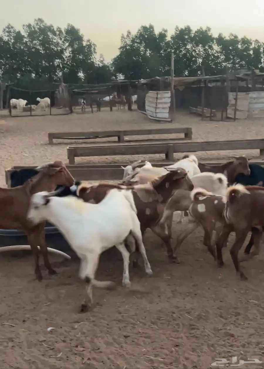 تيوس محايلية سمان 0