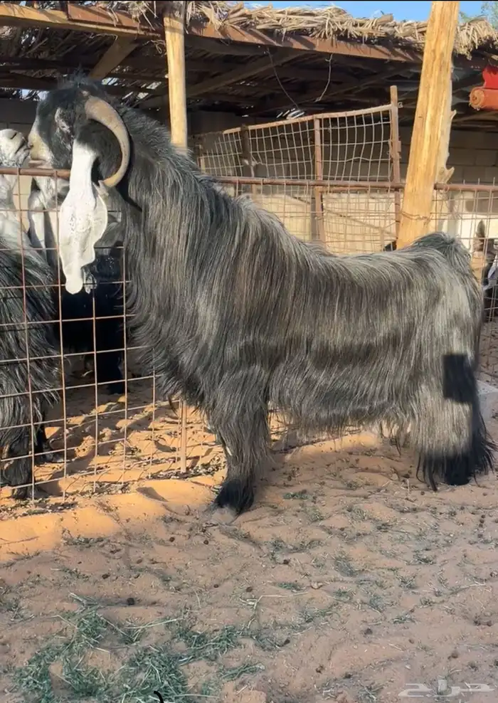 تيس عارضي فحل صنف خصمم تم البيع 0