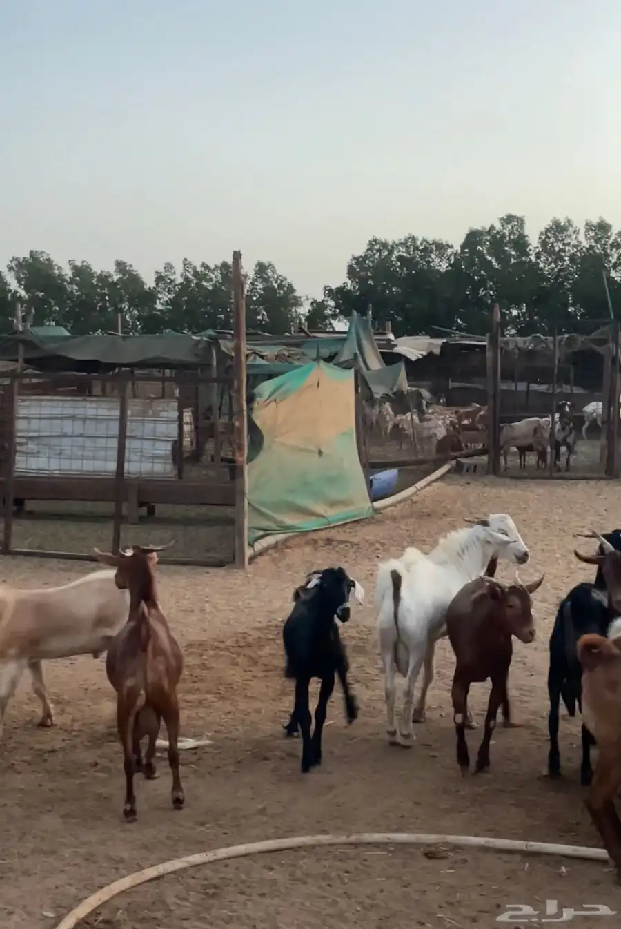 تيوس محايلية سمان 1