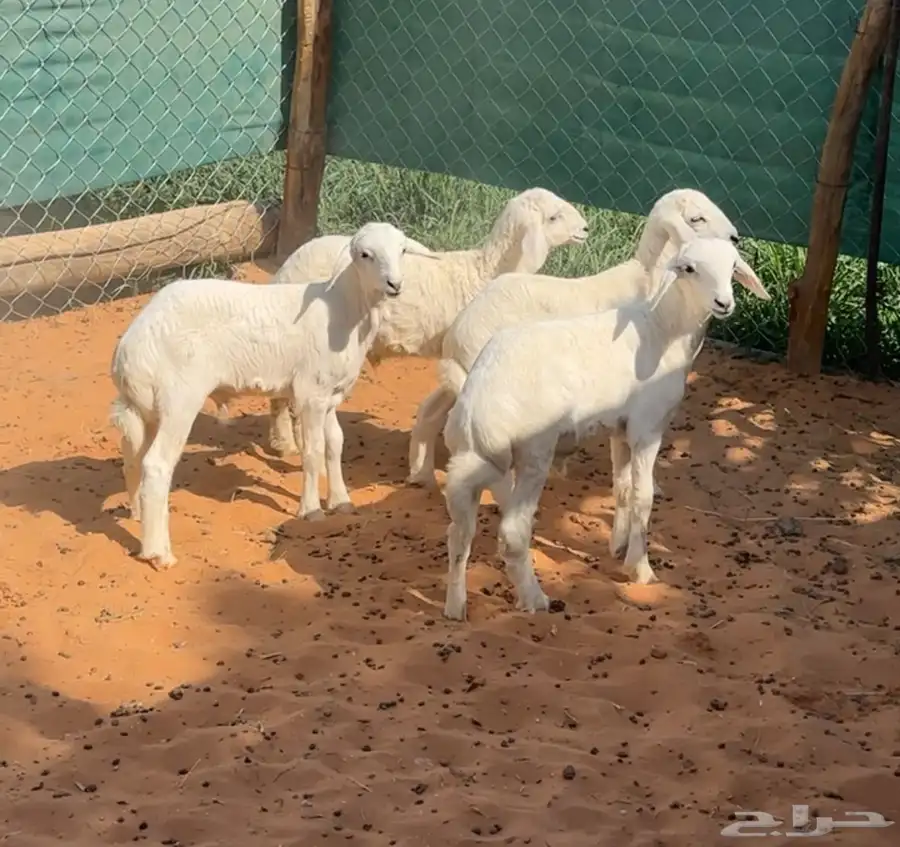 بهم هرافى حريات للبيع 0