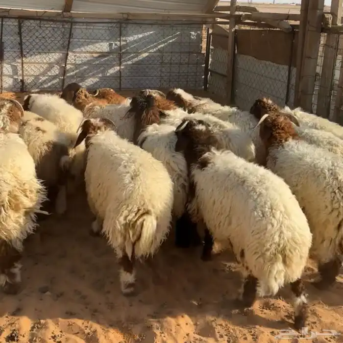 خرفان ورخال نعيم ( تم البيع ) 0