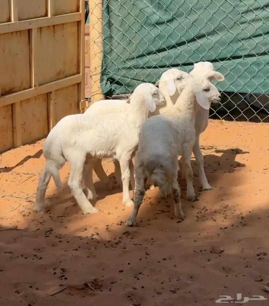 بهم هرافى حريات للبيع 1