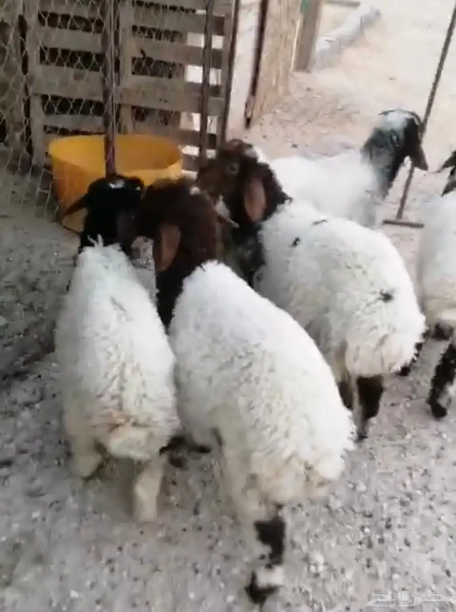 هرافي 1