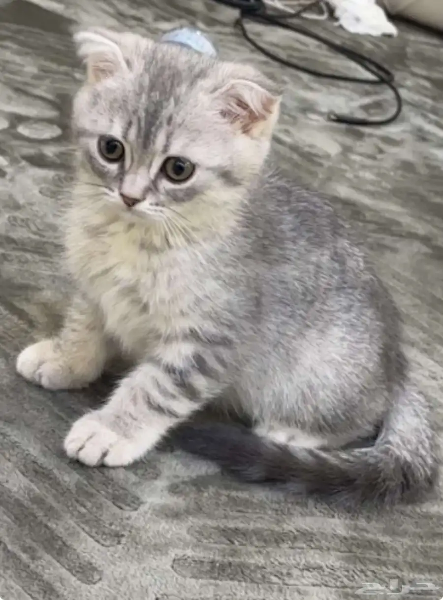 قطوه سكوتش فولد 0