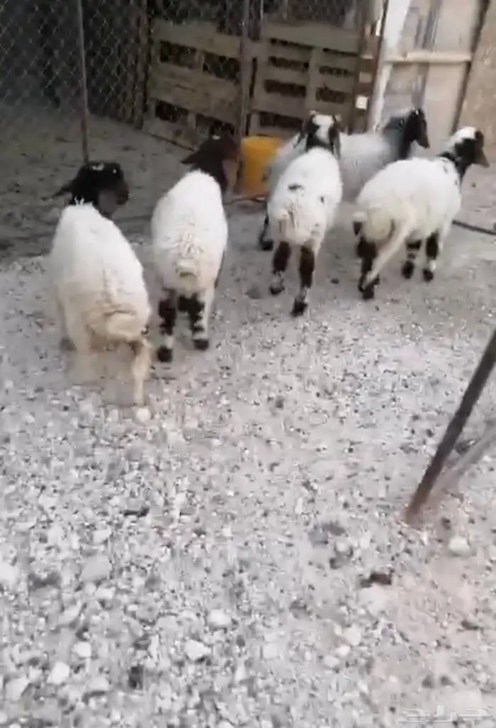 هرافي 0