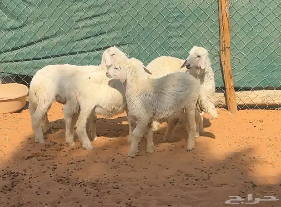 بهم هرافى حريات للبيع 4