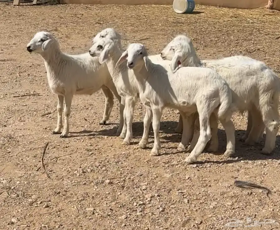 بهم هرافى حريات للبيع 6