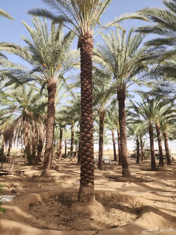 نخل عربي نخل مثمر زراعة نخل 2