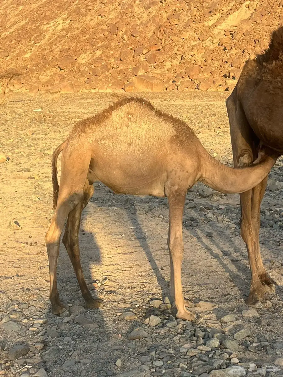 قعدان ثلاثه للبيع تحت امهاتها 2