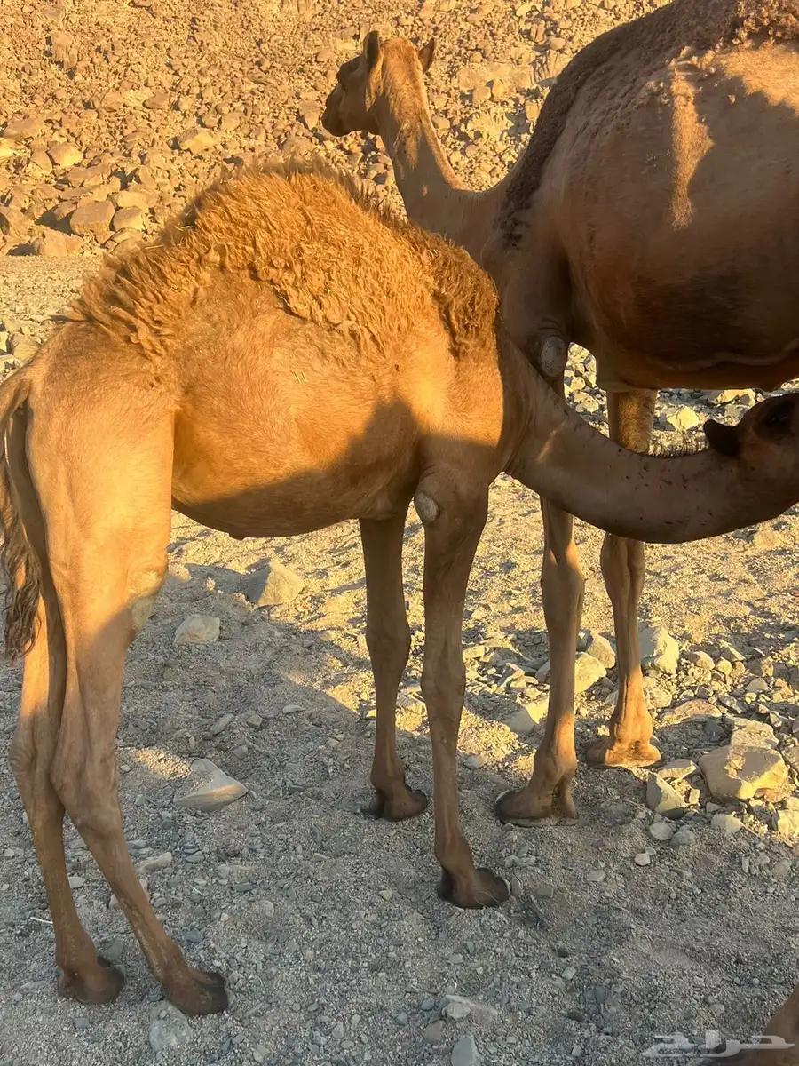 قعدان ثلاثه للبيع تحت امهاتها 0