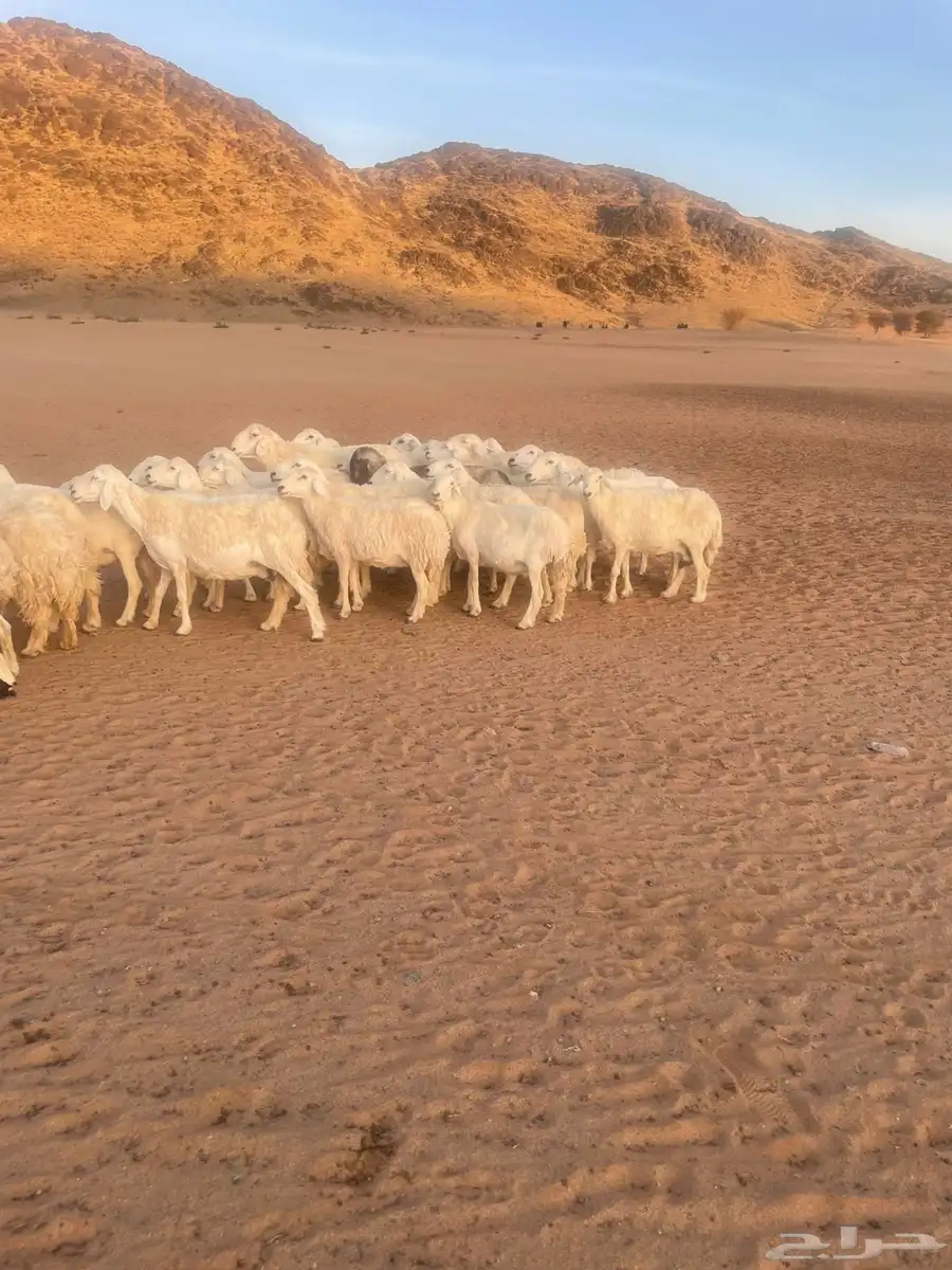 للبيع غنم مراح حريات حرش العدد 45 بفحلها فيه 5 خلفات 1