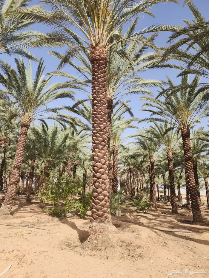نخل عربي نخل مثمر زراعة نخل 1