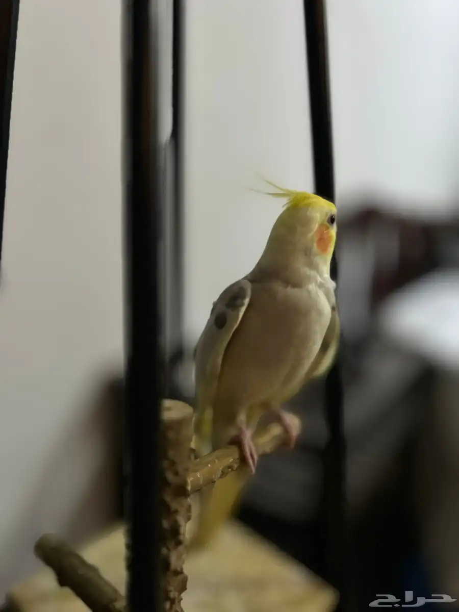 كروان 2