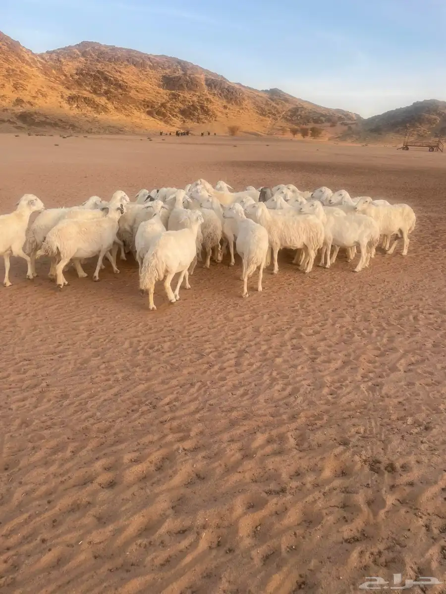 للبيع غنم مراح حريات حرش العدد 45 بفحلها فيه 5 خلفات 0
