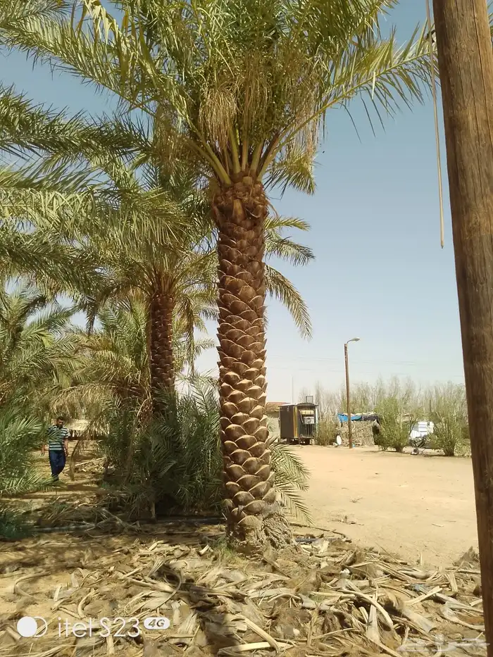 نخل عربي نخل مثمر زراعة نخل 0