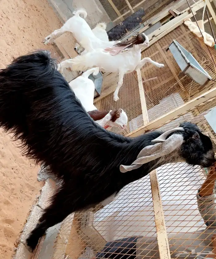 تيس فحل طيب مشروك منوة القناي 4